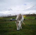Gistihúsið Skeið